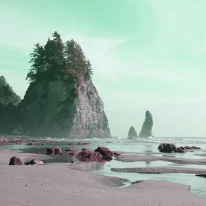 자연이 준 회복 : 치유의 숲