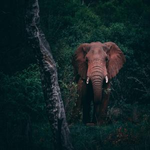 Elephant Mountain