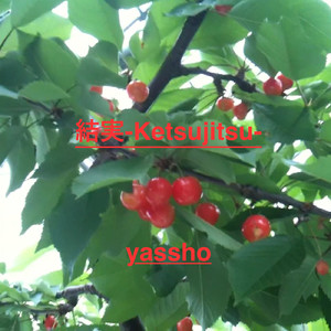 ダンデライオン