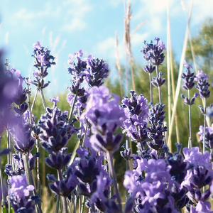 蝶恋花.昨夜秋风来万里