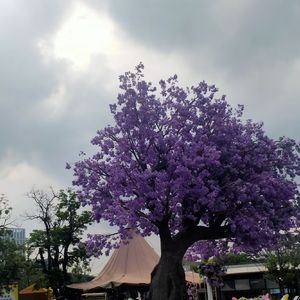 小青年（damo只有verse1版）