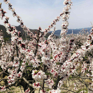 リスト 愛の夢 第3番 (Azarashical Rock Ver.)