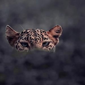 Coño（翻自 komander *offesal）