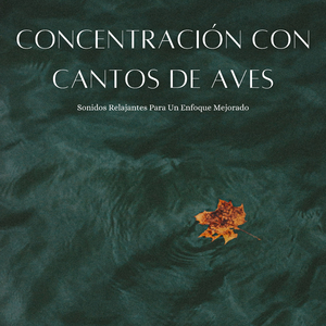 La Cadencia De Pájaros Calma Las Mentes Inquietas