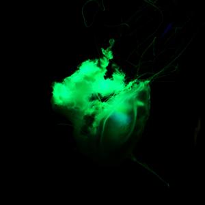 人生的旋转木马（翻自 辛辛君）