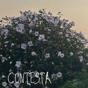 Contesta