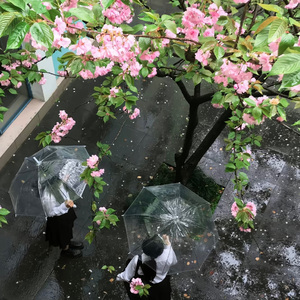 像素樱花雨