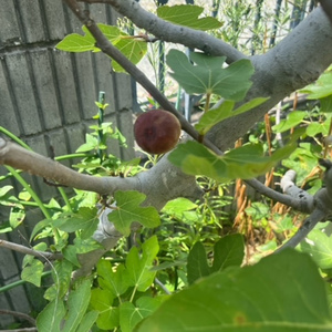 ハッピーモーニング