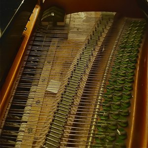 Wandering Through the Garden