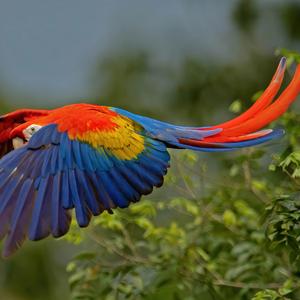 SIRAKU VIRITHA PARAVAI