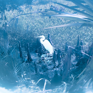 Coluber constrictor foxii