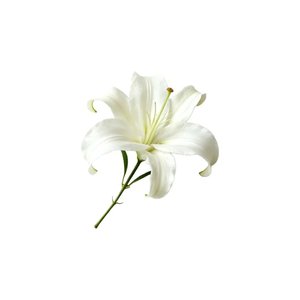 温柔沼泽