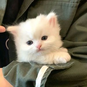 砚台凝墨 Type Beat