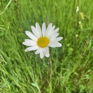 Birthday Song (feat. Elke Trossen)