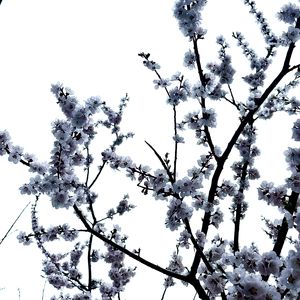 琼枝