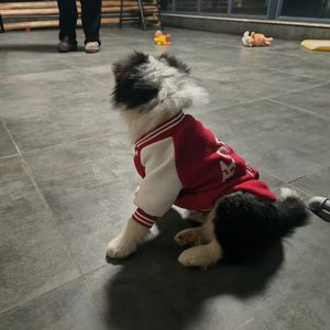 《我不怕那些会是不如》