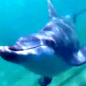 プールブレイクとサメは3