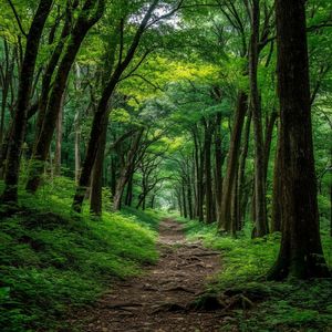 Мы часть небесного леса