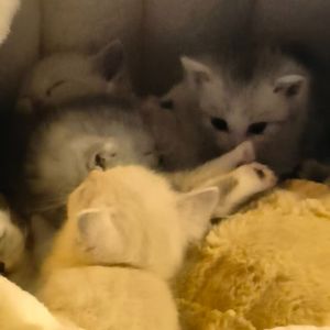 没选择我的猫猫