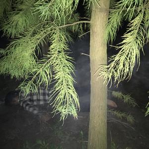 噪音(DEMO)
