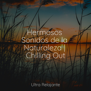 Hechizos De Noche