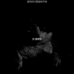 柔和的可爱猫咪时刻
