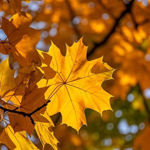 雨歇时分的宁静之韵