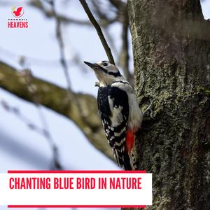 Placatory Coniferous Forest Evening