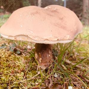 The Pigeon and the Turnbuckle and the Discotech