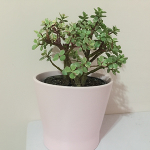 Shostakovich-Ballet Suite No.1 5/6 -Waltz-Scherz