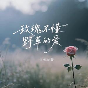 玫瑰不懂野草的爱