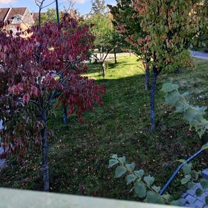 Amygdala (Grazie di cuore)