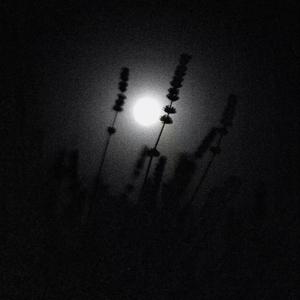 再见只是陌生人 烟嗓船长