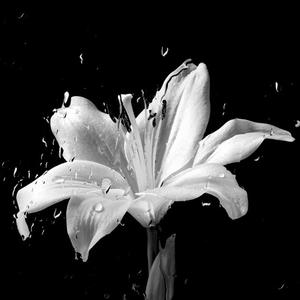 General Release (Slower)