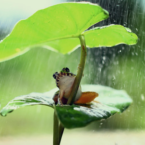 Pikir Keri X Kroncong