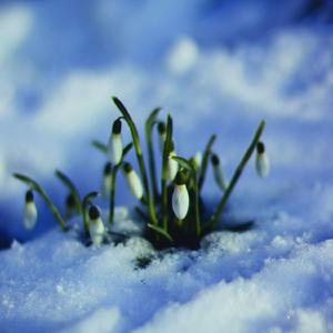 Snow In Spring