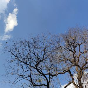 在水一方 (民乐古筝试音碟)