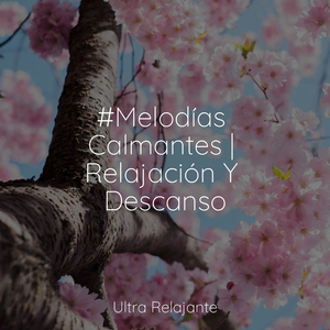 Meditación Entusiasta