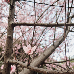 ユメノトビラ（cover 樱内梨子）（翻自 μ's）