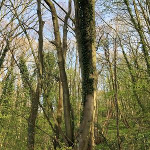 gold away (Heart Version)