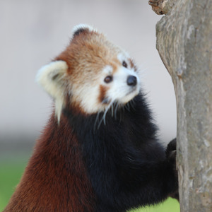 沈む夕陽 松林に