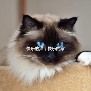 Relaxing Ambience for Soothing Cat