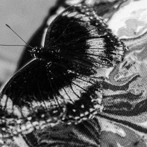 诅咒 CURSE (纯乐版）