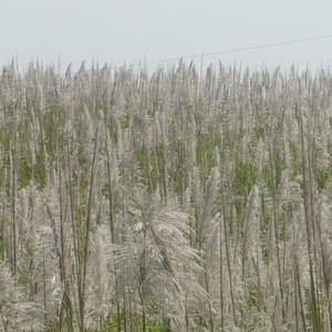 Tình Yêu Và Những Ngày Buồn