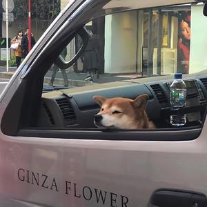 静