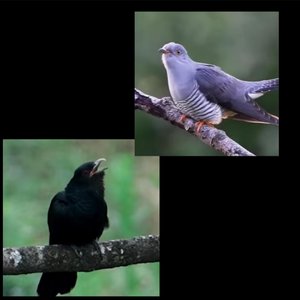 布谷鸟的声音+噪鹃鸟的声音