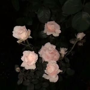 一样的月光（片段）