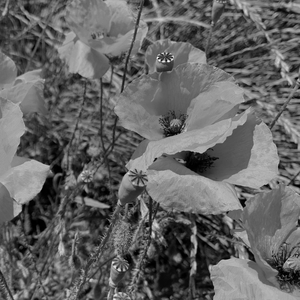 Funnel of Love (Cover)