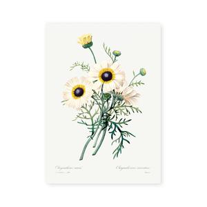 Chrysanthemum