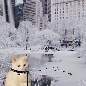 天津下了雪,你能和我在一起吗